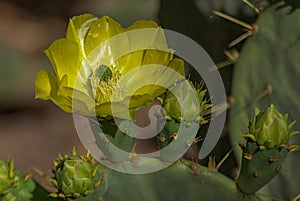 Close-up of Yellow Arizona Desert Cactus Flower