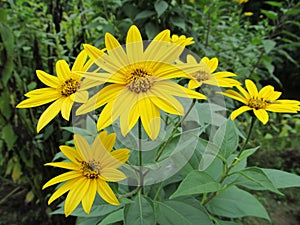 Close up of yellow arnica sunflower bloom