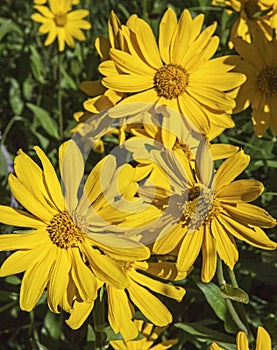 Close up of yellow arnica sunflower bloom photo