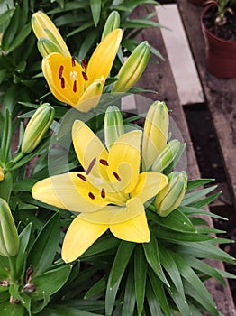 Close-up of yellow Asian lily flowers Lilium Hybrid.