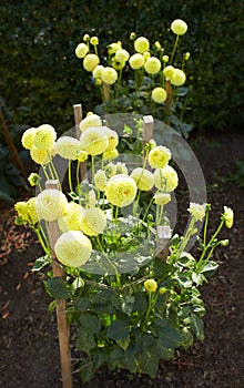 Close up of yellow asteraceae dahlia Pompom flowers in blooming. Autumn plants.