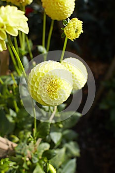 Close up of yellow asteraceae dahlia Pompom flowers in blooming. Autumn plants.