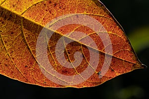 Close-up of an yellow autumn leaf with chlorophyll, carotenoids and anthocyanins visible photo