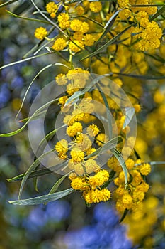 Close up of yellow balls flowers of Acacia saligna similar to mimosa tree