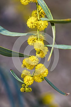 Close up of yellow balls flowers of Acacia saligna similar to mimosa tree