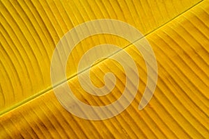 Close up Yellow banana leaf background with beautiful natural lines