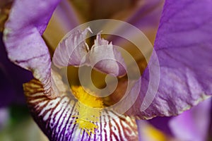 Close up of yellow bearded lavender iris