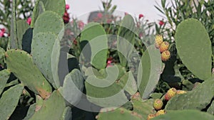 Close up of yellow Beaver Tail cactus blossom in the Santorini, Greece