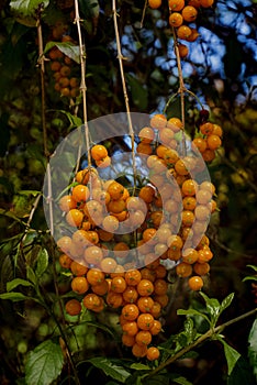 Close-up of yellow berries hanging from the bush.