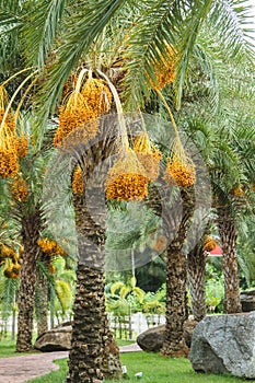 Close up yellow betel nut at palm tree