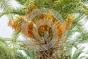 Close up yellow betel nut at palm tree