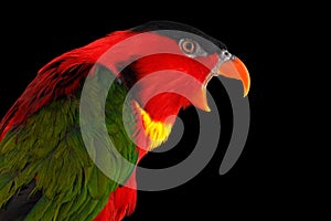 Close-up Yellow-bibbed Lory, lorius chlorocercus, isolated on black Background photo