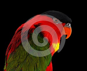 Close-up Yellow-bibbed Lory, lorius chlorocercus, isolated on black Background photo