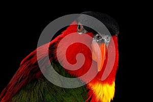 Close-up Yellow-bibbed Lory, lorius chlorocercus, isolated on black Background photo