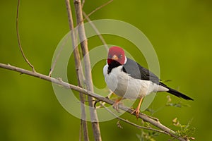 Close-up Yellow-billed Cardinal, Perched, Front View