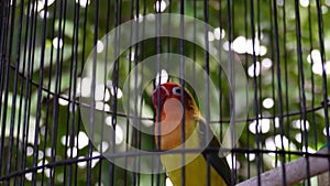 Close up of a yellow bird in a cage