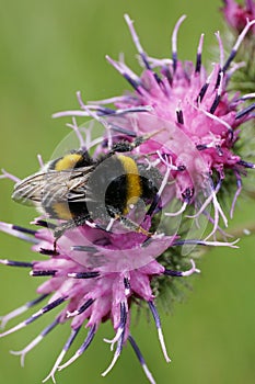 Close-up of a yellow-black Caucasian bumblebee B