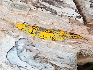 Close up of yellow and black dotted spotted leaf on wood texture
