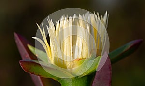 Close up of the yellow bloom of a cactus that grows in spring and is full of water droplets