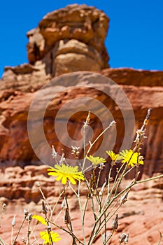 Close-up of yellow blooming desert flowers with Spiral Hill rocky mountain in Timna National Park in Aravah Valley in Israel