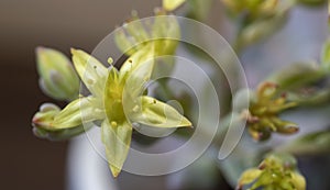 Close up of yellow blooming flower of succulent plant. macro.