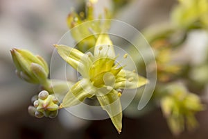 Close up of yellow blooming flower of succulent plant. macro.