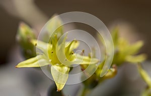 Close up of yellow blooming flower of succulent plant. macro.