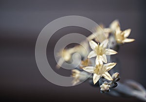 Close up of yellow blooming flower of succulent plant. macro.