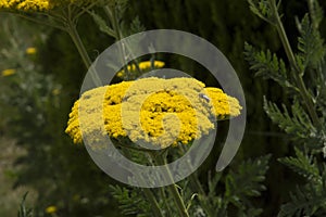 close-up: yellow blossom umbel of moonshine yarrow with a bee collecting honey dew
