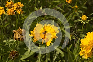 close-up: yellow blossoms of Coreopsis with a bee collecting honey dew