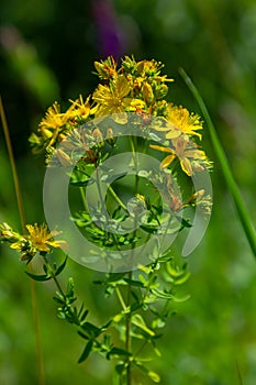 close-up of the yellow blossoms of Hypericum perforatum, a herbal medicine photo