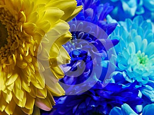 Close up of yellow and blue flowers, macro blossom