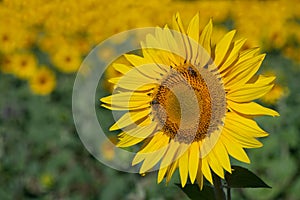 Close-up of a yellow and bright sunflower in the field. There are bees on the flower. Lots of sunflowers in the background