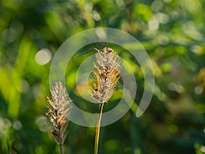 Close up of a yellow bristlegrass in sunshine