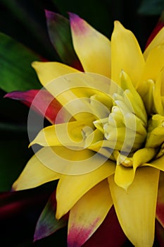 Close up of yellow Bromeliad plant