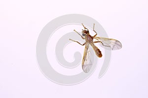 Dolichopodidae fly photo