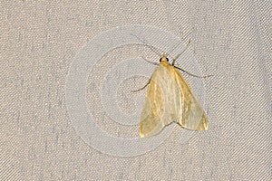 Pyralidae moth
