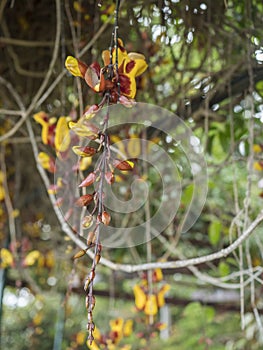 Close up of Yellow brown and red Hanging Flowers Of Thunbergia Mysorensis Plants In The Garden in bloom. Mysore photo