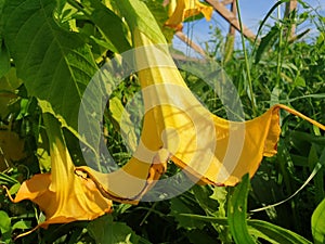 Close-up of yellow brugmansia flowers