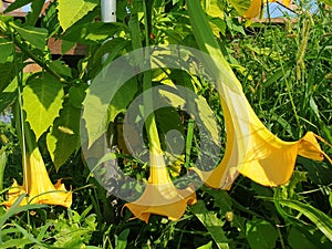 Close-up of yellow brugmansia flowers.