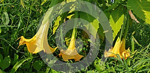 Close-up of yellow brugmansia flowers blooming in a clearing.