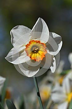 Close up of yellow bulb Narcissus with white petals , Daffodil flower
