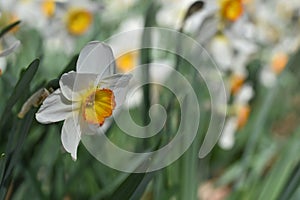 Close up of yellow bulb Narcissus with white petals , Daffodil flower bunch