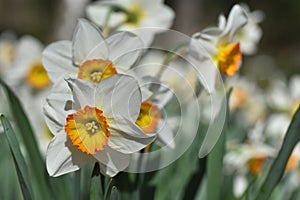 Close up of yellow bulb Narcissus with white petals , Daffodil flower bunch