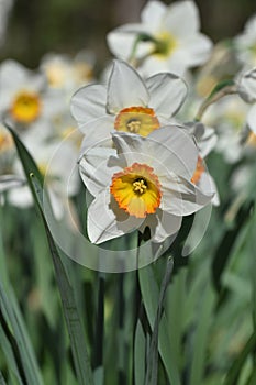 Close up of yellow bulb Narcissus with white petals , Daffodil flower bunch