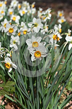 Close up of yellow bulb Narcissus with white petals , Daffodil flower bunch