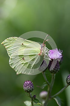 Close up of a yellow butterfly, a brimstone butterfly. The insect is sitting on a purple thistle flower. The image is in portrait