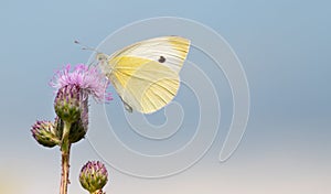 Close up of a yellow butterfly. The insect is sitting on a purple thistle flower. The image is in portrait