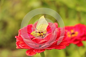 Close-up yellow butterfly on red flower, green background