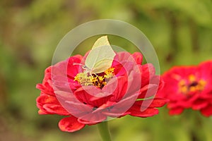 Close-up yellow butterfly on red flower, green background